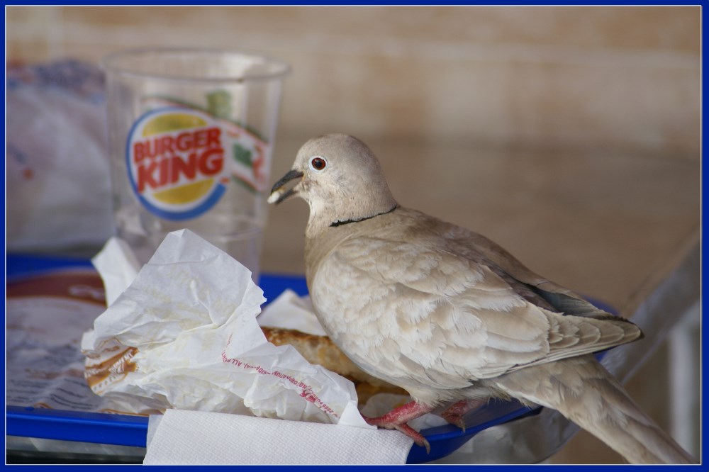 Wer geht nicht schon mal gerne Fastfood essen?