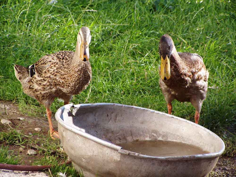 Wer geht zu erst Baden ???