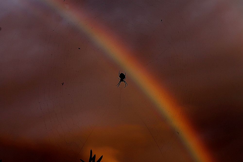 Wer genau hinsieht, bemerkt das Netz in schwarzer Farbe vor dem Regenbogen