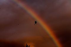 Wer genau hinsieht, bemerkt das Netz in schwarzer Farbe vor dem Regenbogen