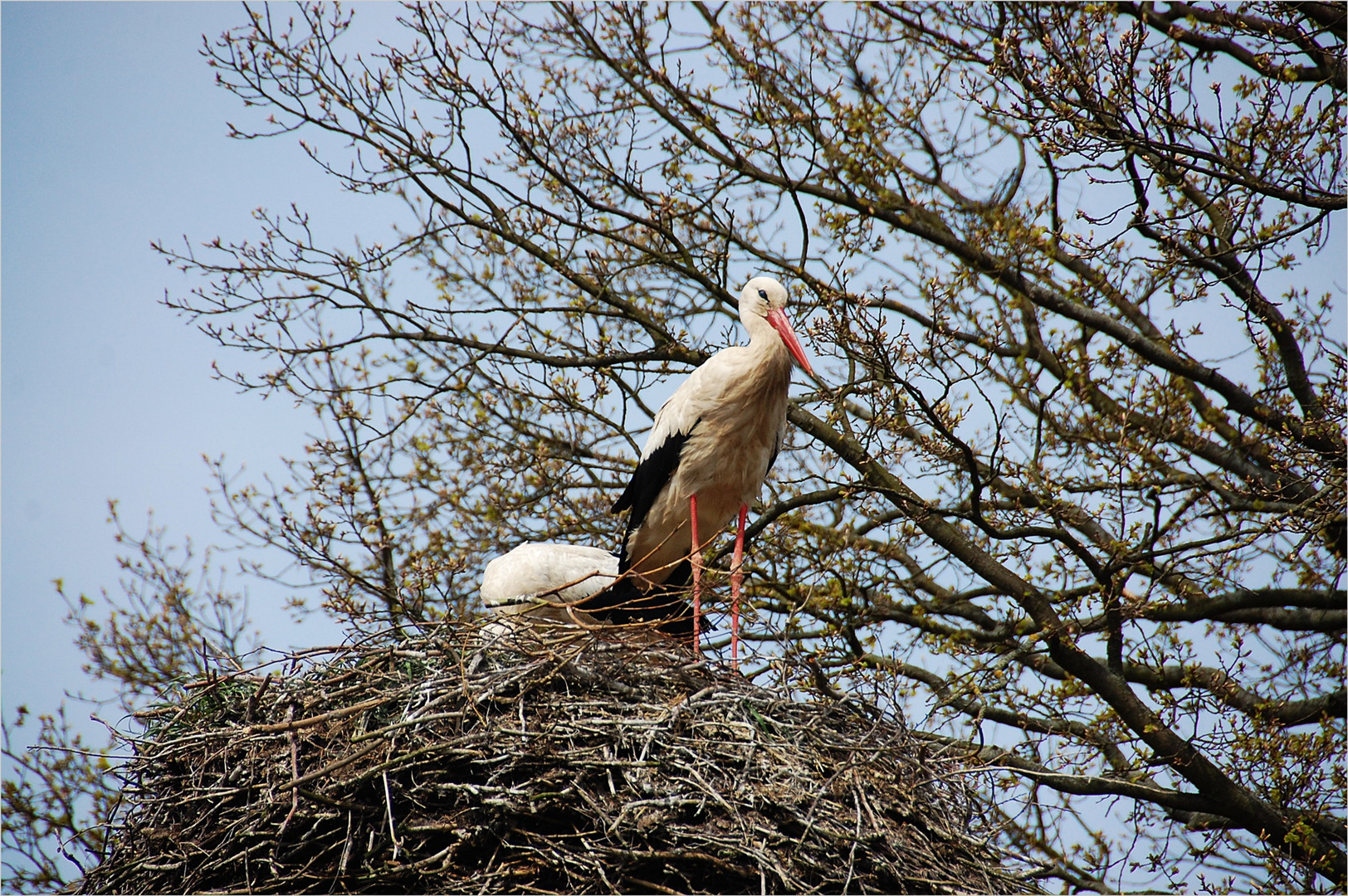 wer glaubt an den  Klapperstorch?