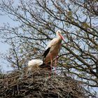 wer glaubt an den  Klapperstorch?