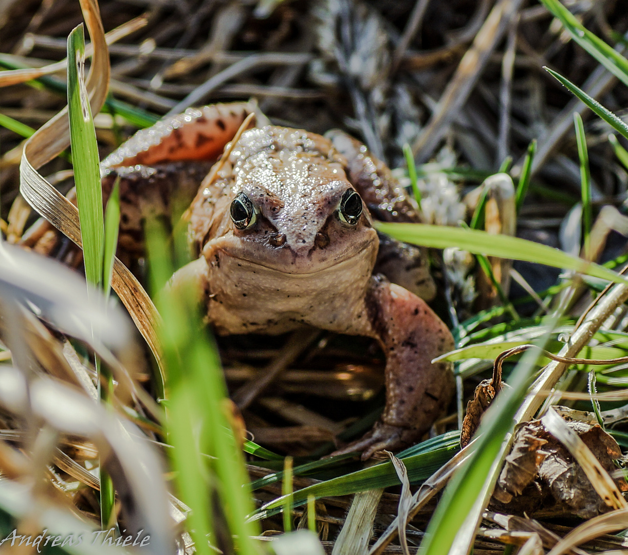 Wer grinst mich denn da im Gras an?