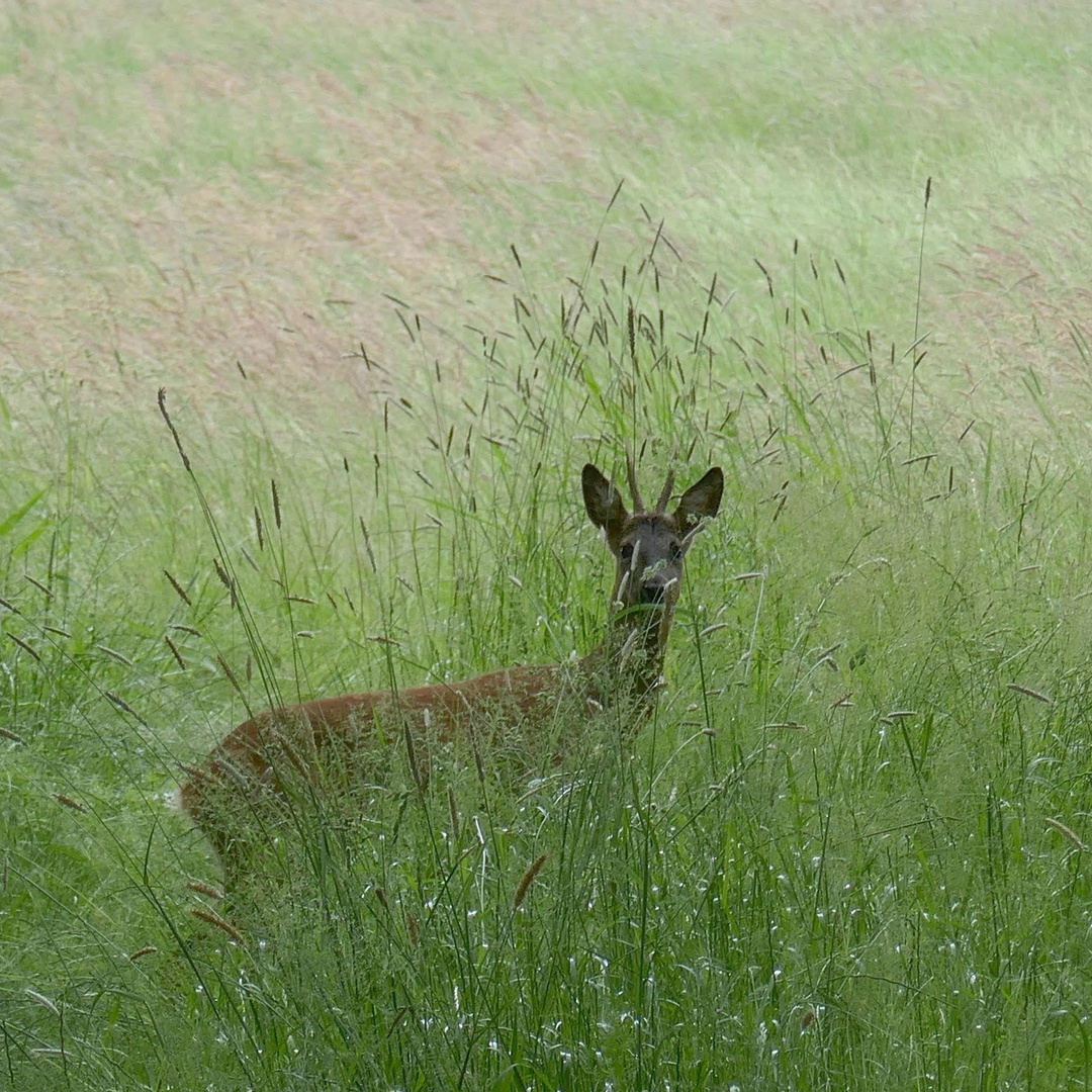 Wer guckt da?