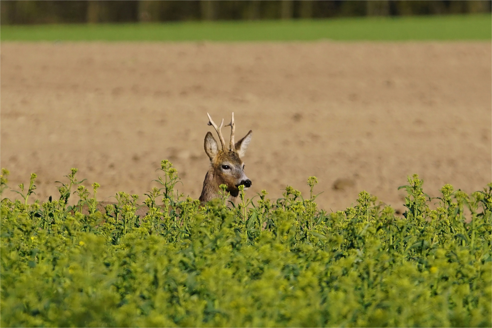 Wer guckt da so? Rehbock am Rapsfeld