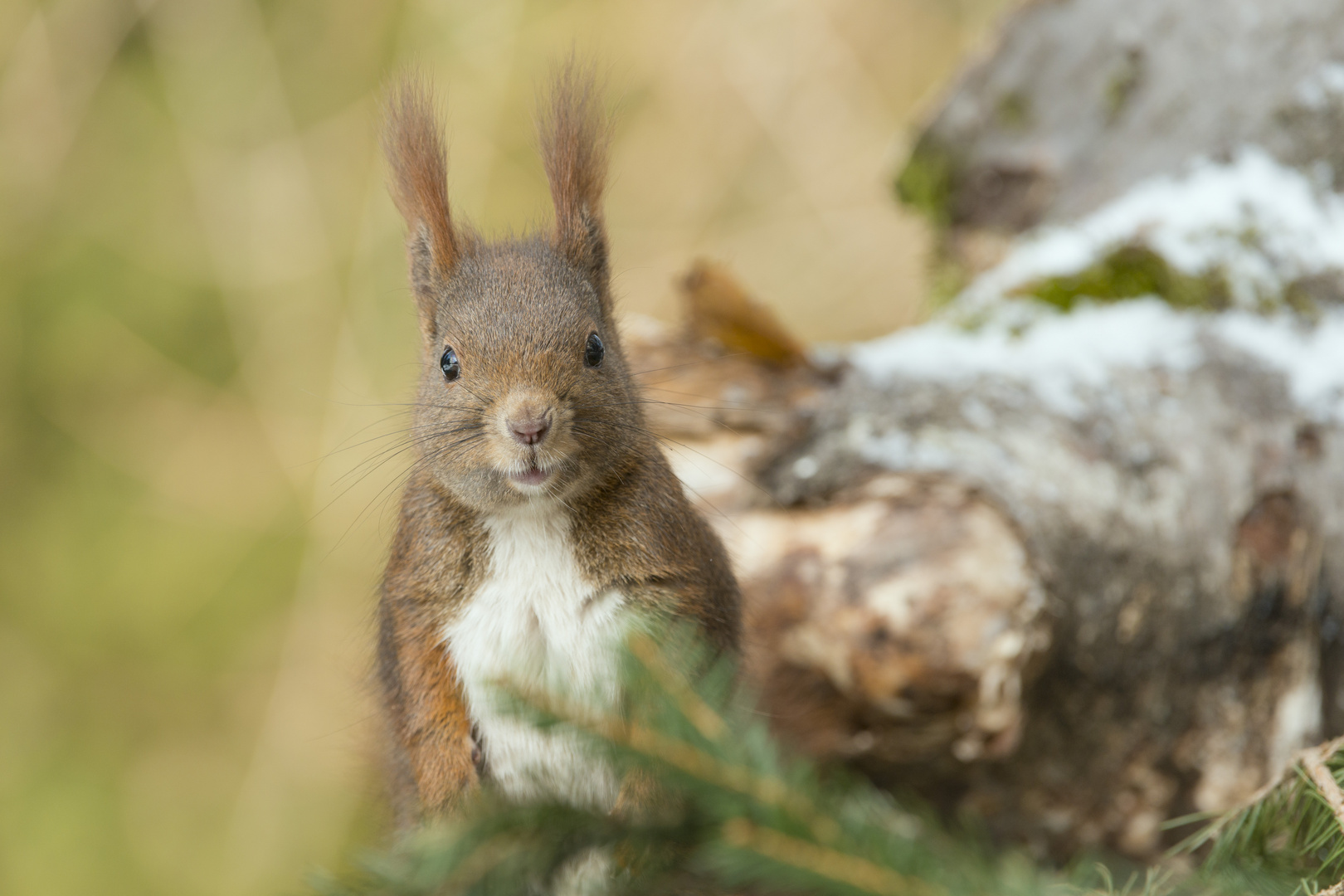 Wer guckt denn da?