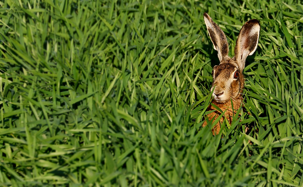 "Wer guckt denn da heraus ....."?