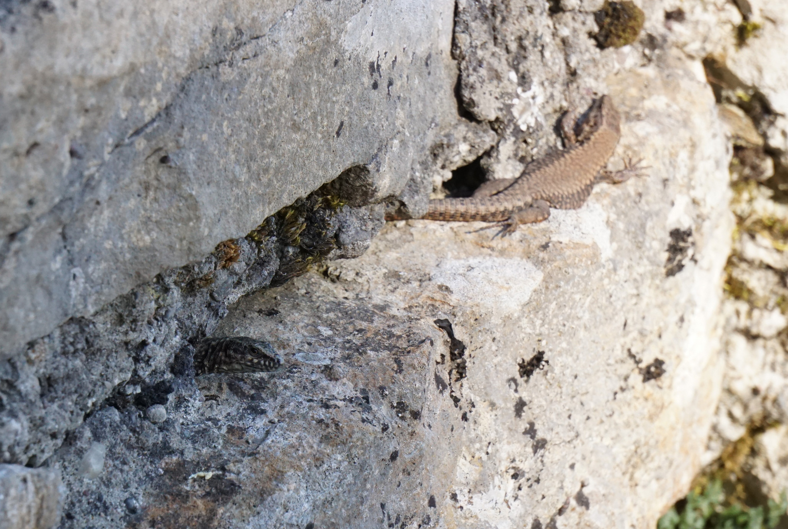 Wer gukt so aus der Mauer 