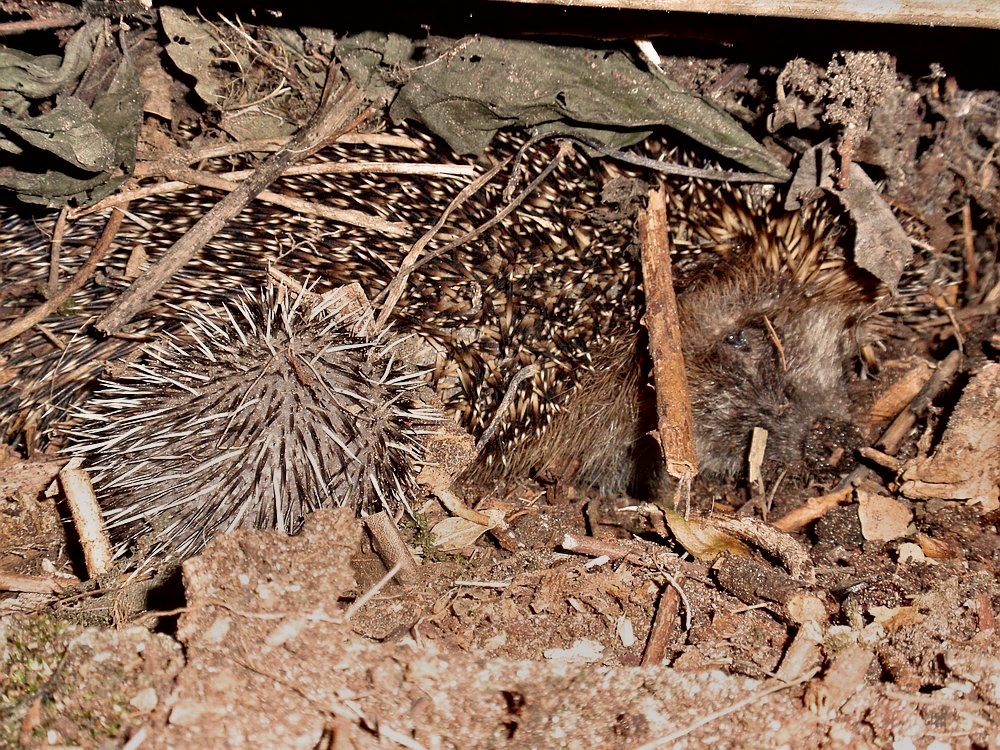 Wer hätte das gedacht. Ein Igel-Nest mit Jungen im Komposthaufen.