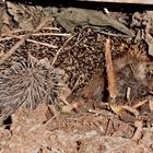 Wer hätte das gedacht. Ein Igel-Nest mit Jungen im Komposthaufen.