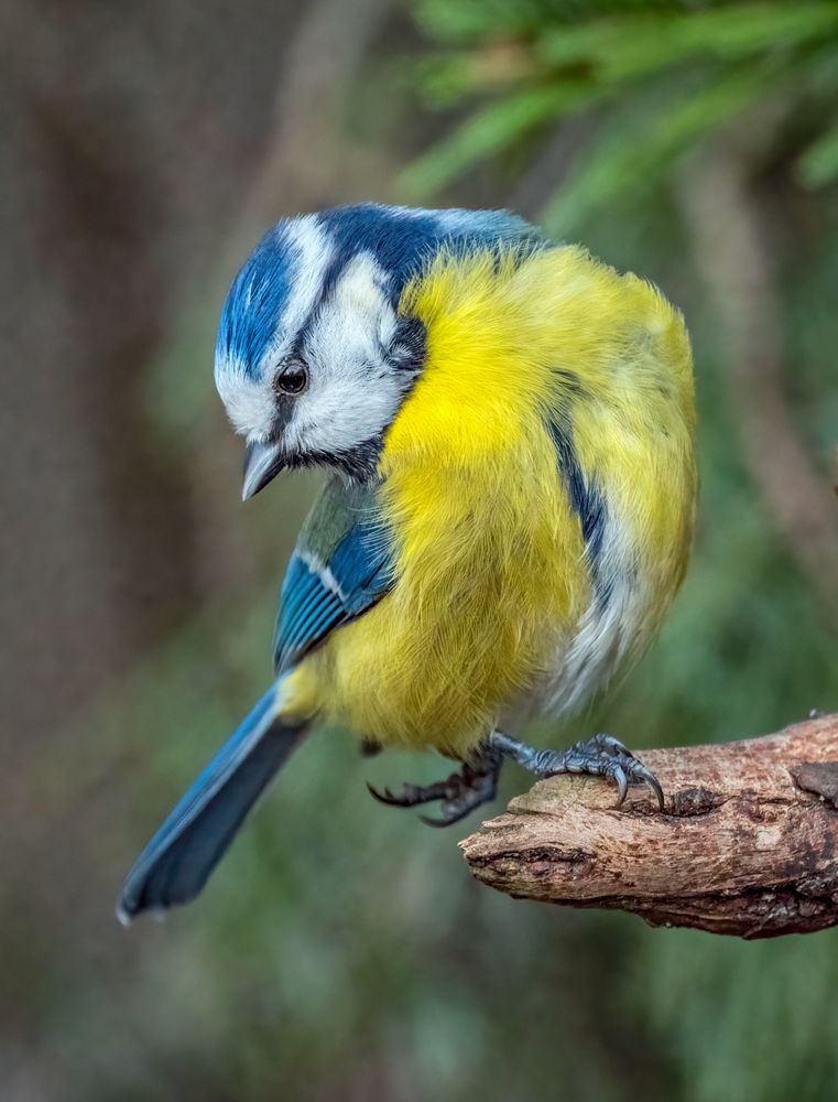 *Wer hätte denn einen Titel für die Blaumeise