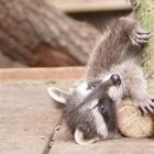 Wer hätte gedacht, dass man mit Holz auch kuscheln kann!? ;)