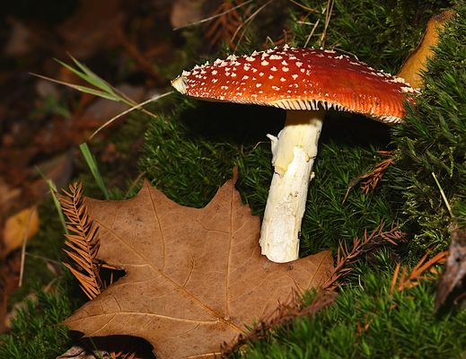 Wer hat an seinem Hut gevespert?