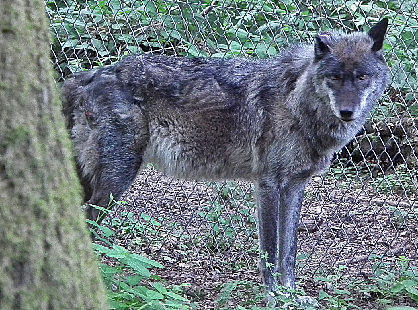 Wer hat Angst vom bösen Wolf