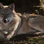 Wer hat Angst vom bösen Wolf?