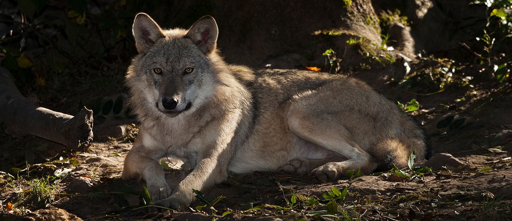 Wer hat Angst vom bösen Wolf?