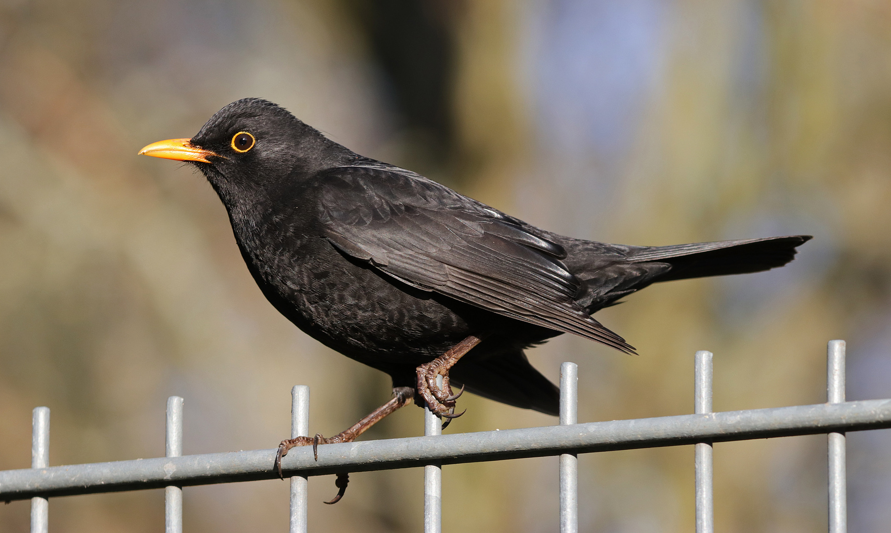 Wer hat Angst vom schwarzen Mann