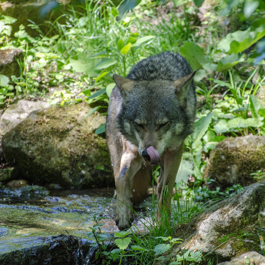 wer hat Angst vor dem bösen Wolf