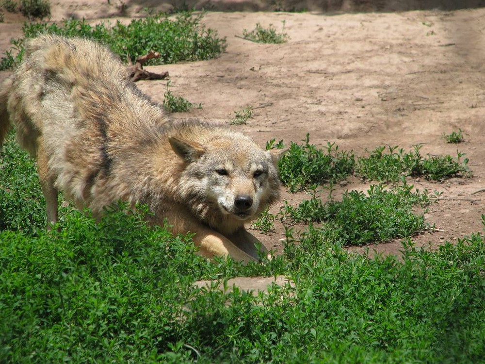 wer hat Angst vorm bösen Wolf....