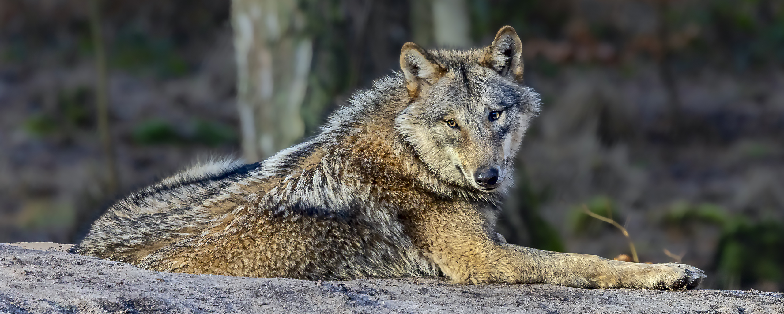 Wer hat Angst vorm bösen Wolf?  (2)