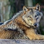 Wer hat Angst vorm bösen Wolf?  (2)