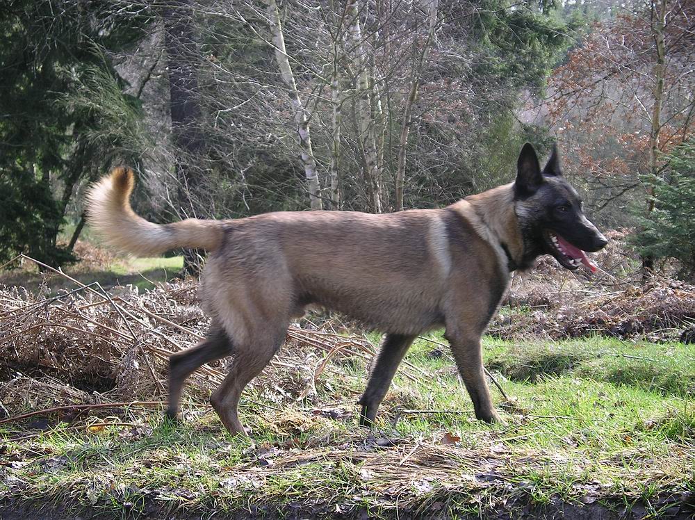 Wer hat Angst vorm bösen Wolf