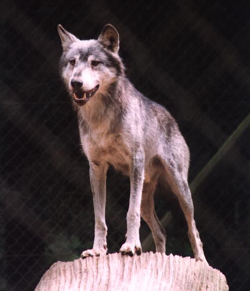 Wer hat Angst vorm "bösen" Wolf?