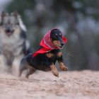 Wer hat Angst vorm bösen Wolf?