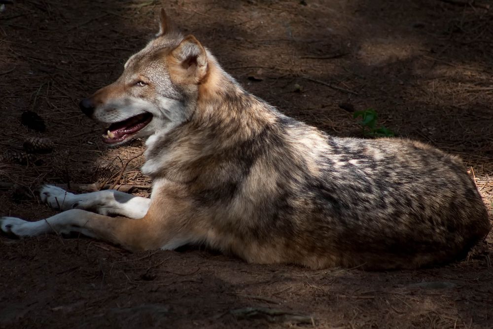 Wer hat Angst vorm bösen Wolf ???????