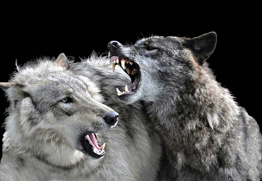 Wer hat Angst vorm BÖSEN Wolf ???