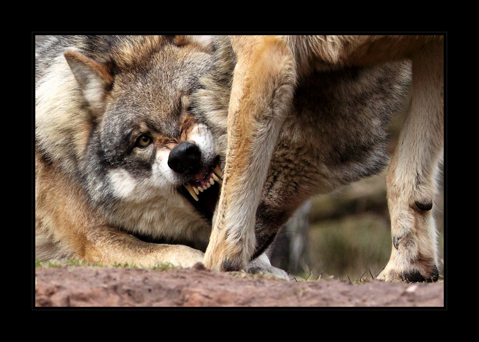 Wer hat angst vor'm bösen Wolf?