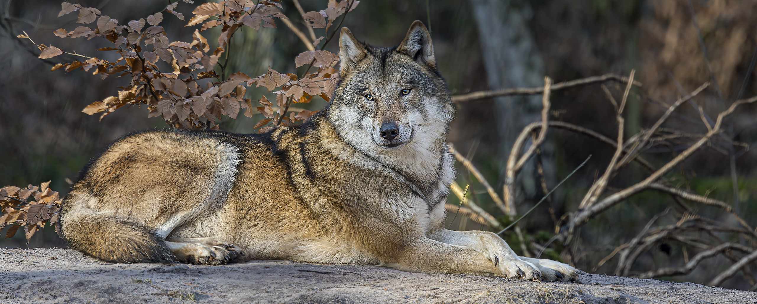 Wer hat Angst vorm bösen Wolf?  