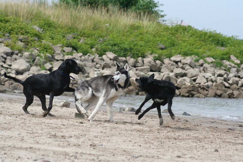 Wer hat Angst vor´m schwarzen Hund?