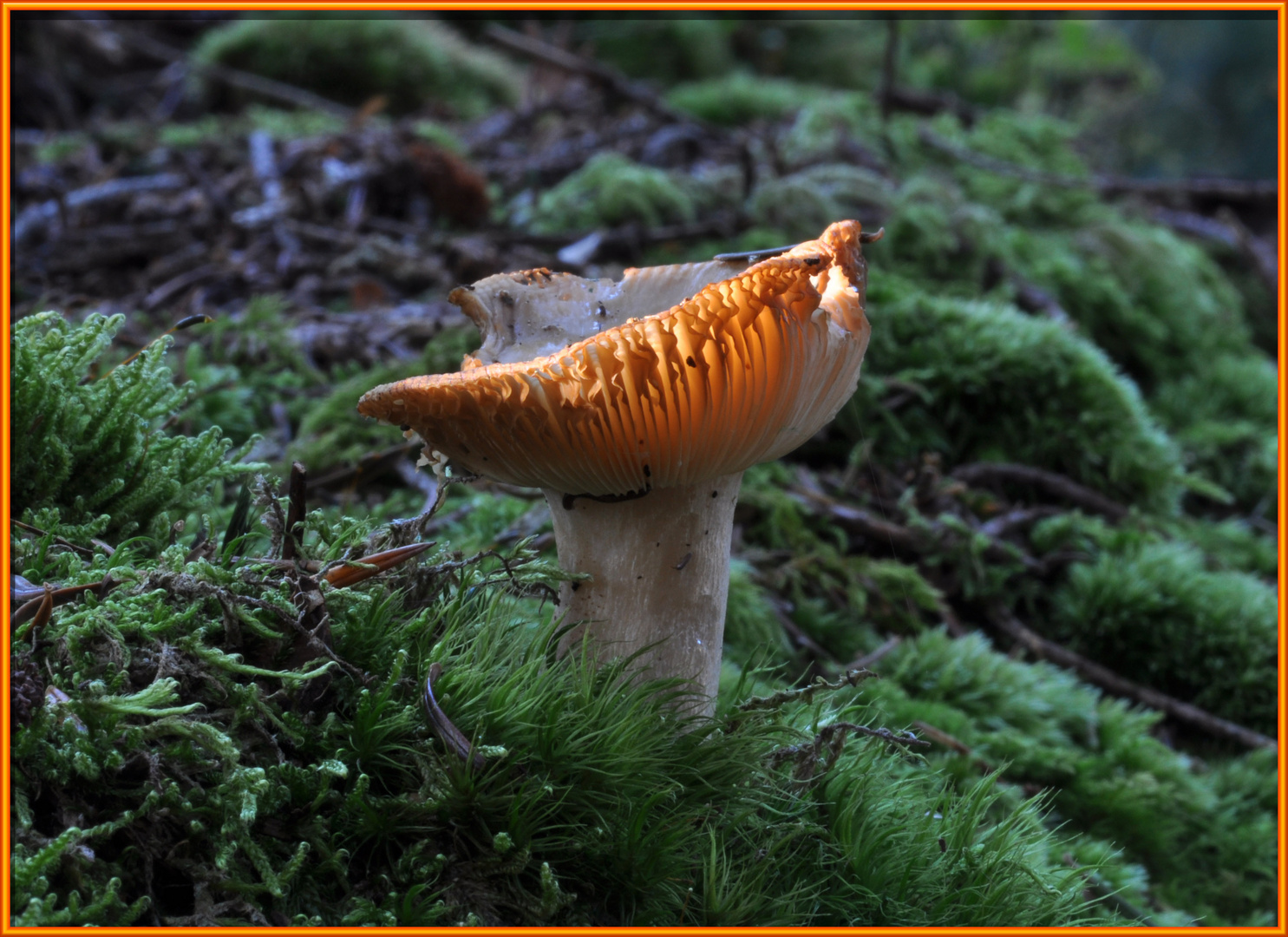 Wer hat das Licht im Pilz eingeschaltet ?