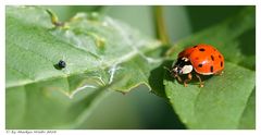 Wer hat den auf mein Blatt gekackt !?