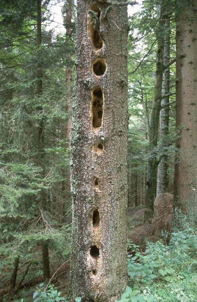 Wer hat den Baum so übel zugerichtet?