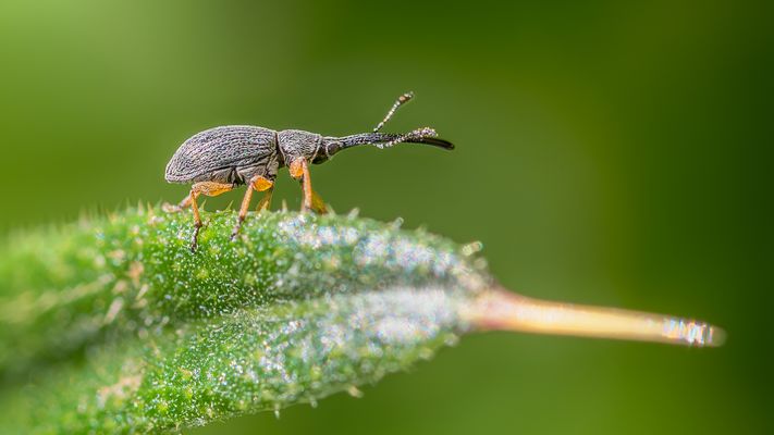 "Wer hat den längeren?"