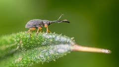 "Wer hat den längeren?"