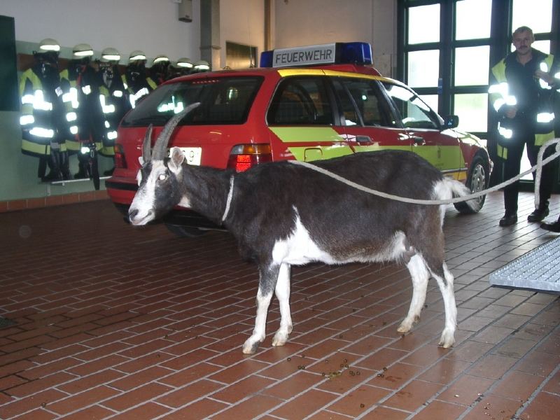 Wer hat denn da den Bock zum Feuerwehrmann gemacht?