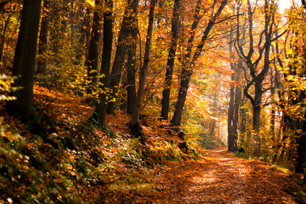 Wer hat dich du schöner Wald