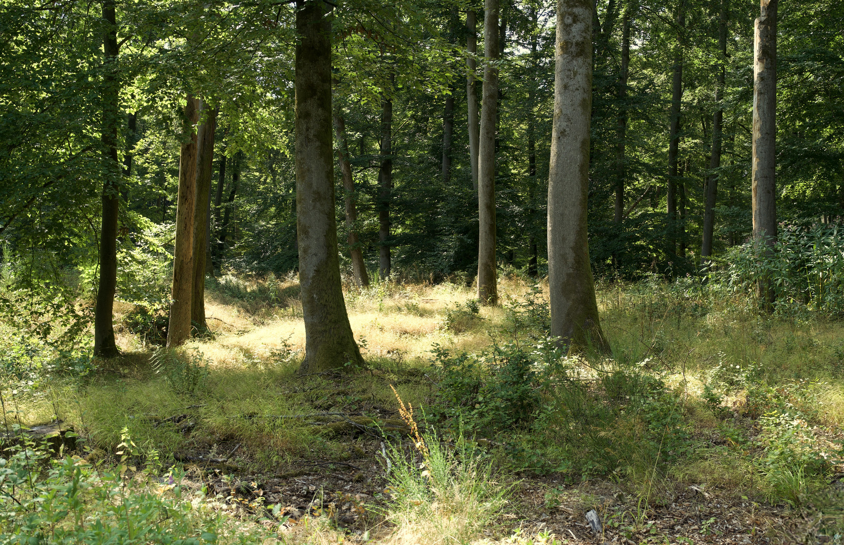 Wer hat Dich, Du schöner Wald .....