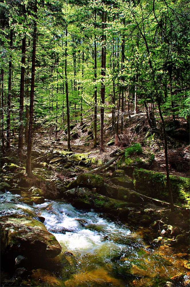 Wer hat dich, du schöner Wald . . . 