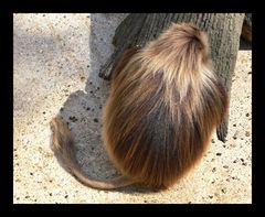 Wer hat die schönste Frisur im Land?