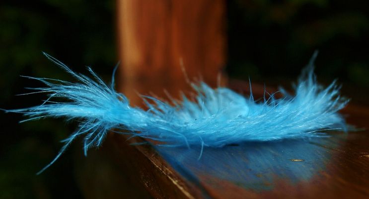 wer hat die verloren