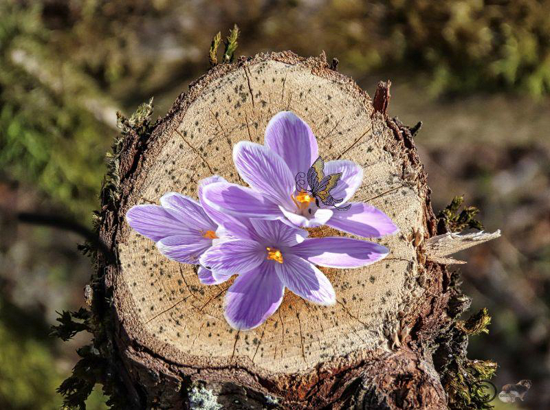 Wer hat diese Krokusse wohl dahingelegt?