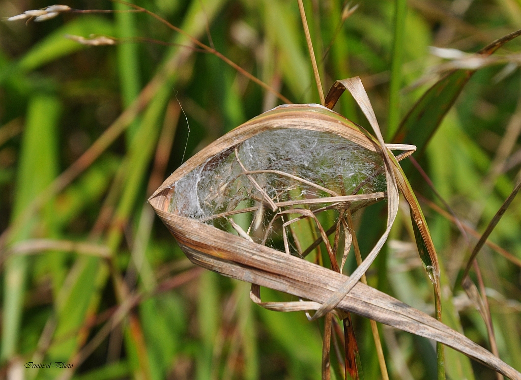 Wer hat dieses Nest gebaut ?