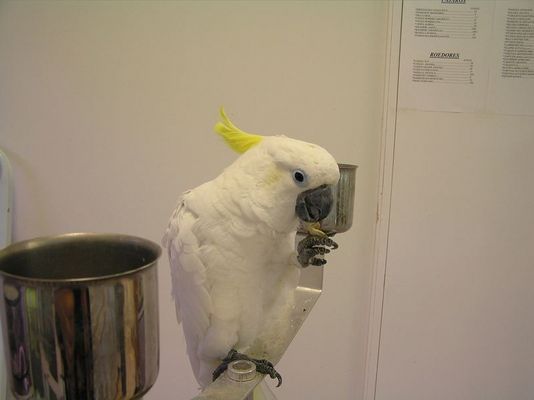 Wer hat einen ............Papagei?