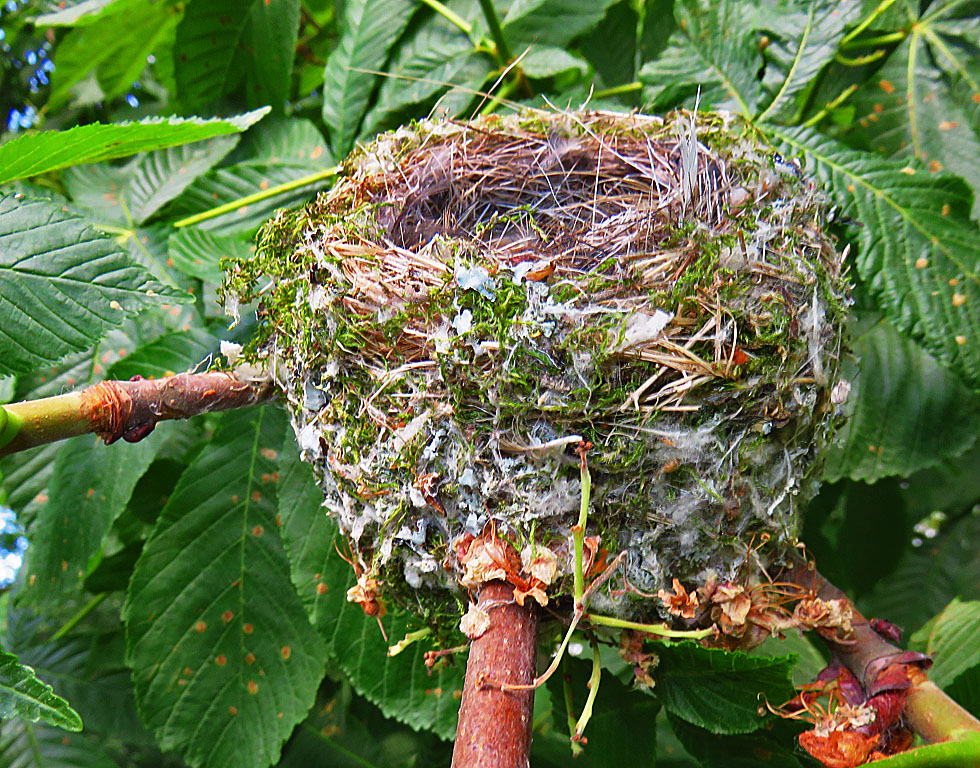 Wer hat es gebaut? Foto & Bild | natur, tiere, wildlife Bilder auf