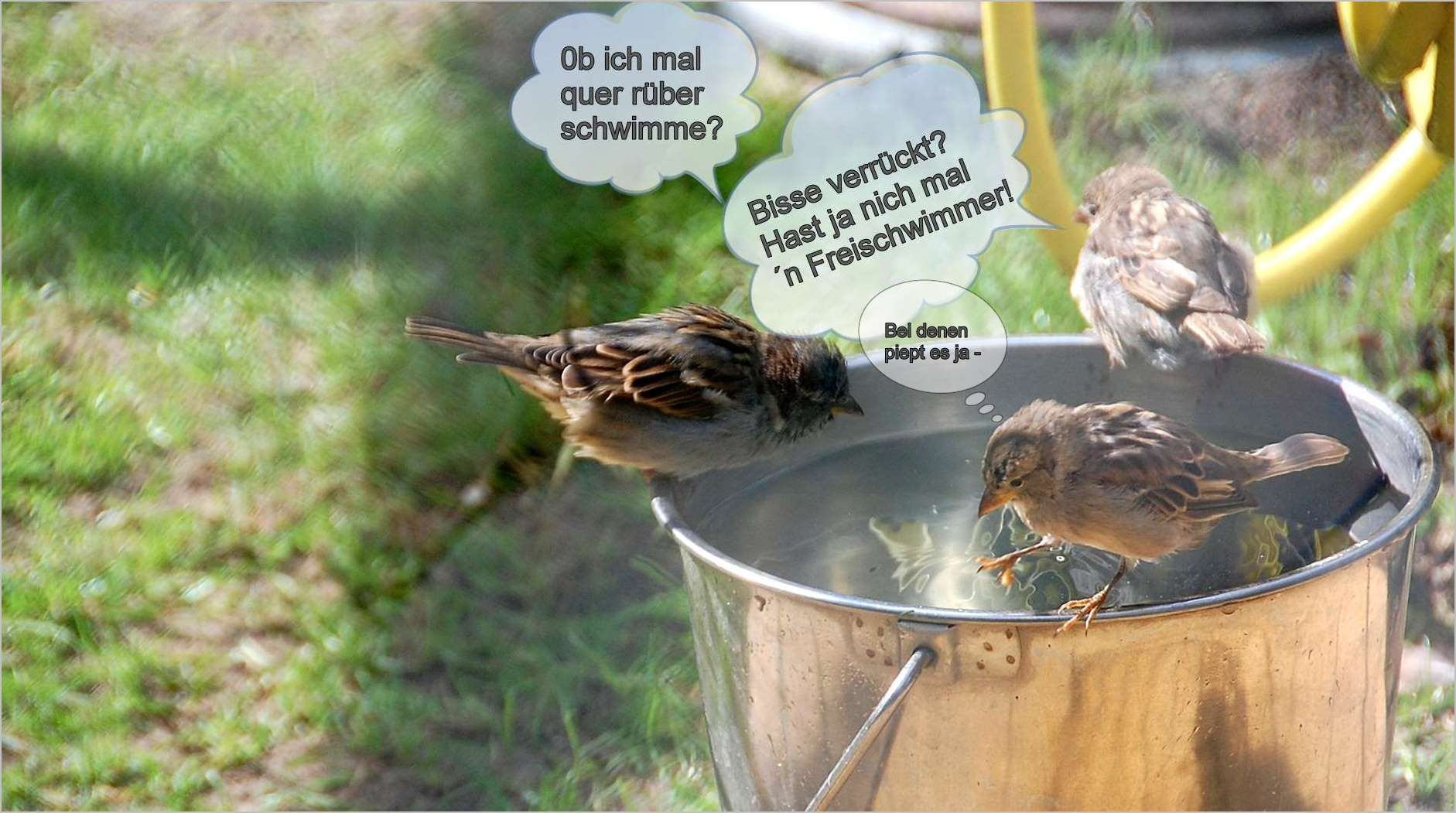 wer hat hier ´nen Vogel?