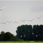 Wer hat hier wohl die bessern Flügel - Enten in Formation